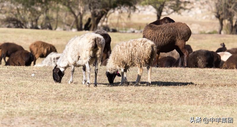 科学养羊共同富裕-散养户提高母羊产羔率的主要措施