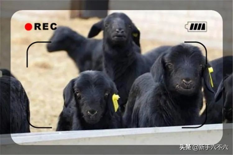 适合农村创业的十大养殖项目,适合农村创业的十大养殖创业项目