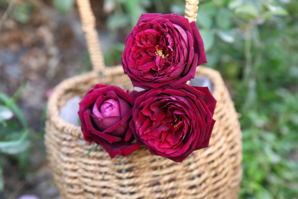 红的月季花,红的发黑玫瑰品种