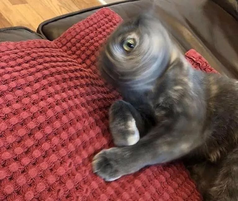 10个你一定不知道的动物冷知识,1000个牛动物有趣的冷知识