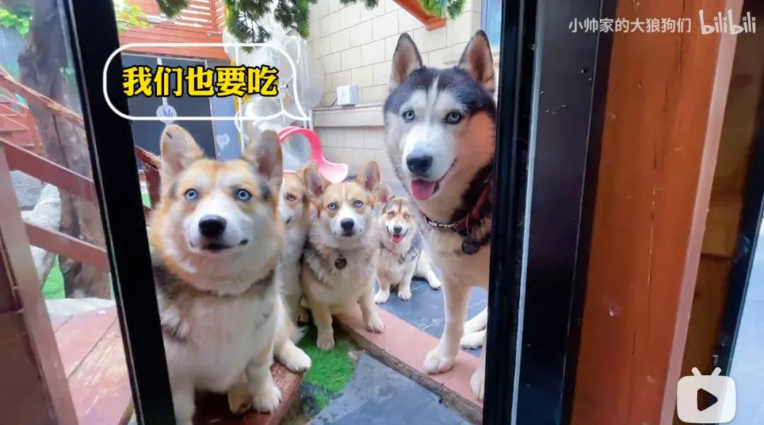 花三年建宠物乐园,花20万给狗打造乐园