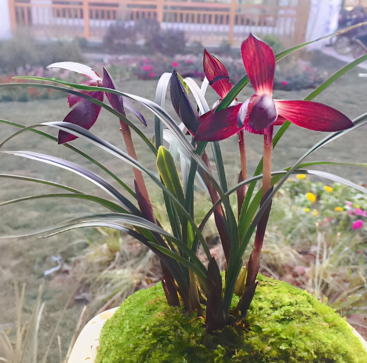 喜欢兰花的征兆,喜欢兰花高贵典雅