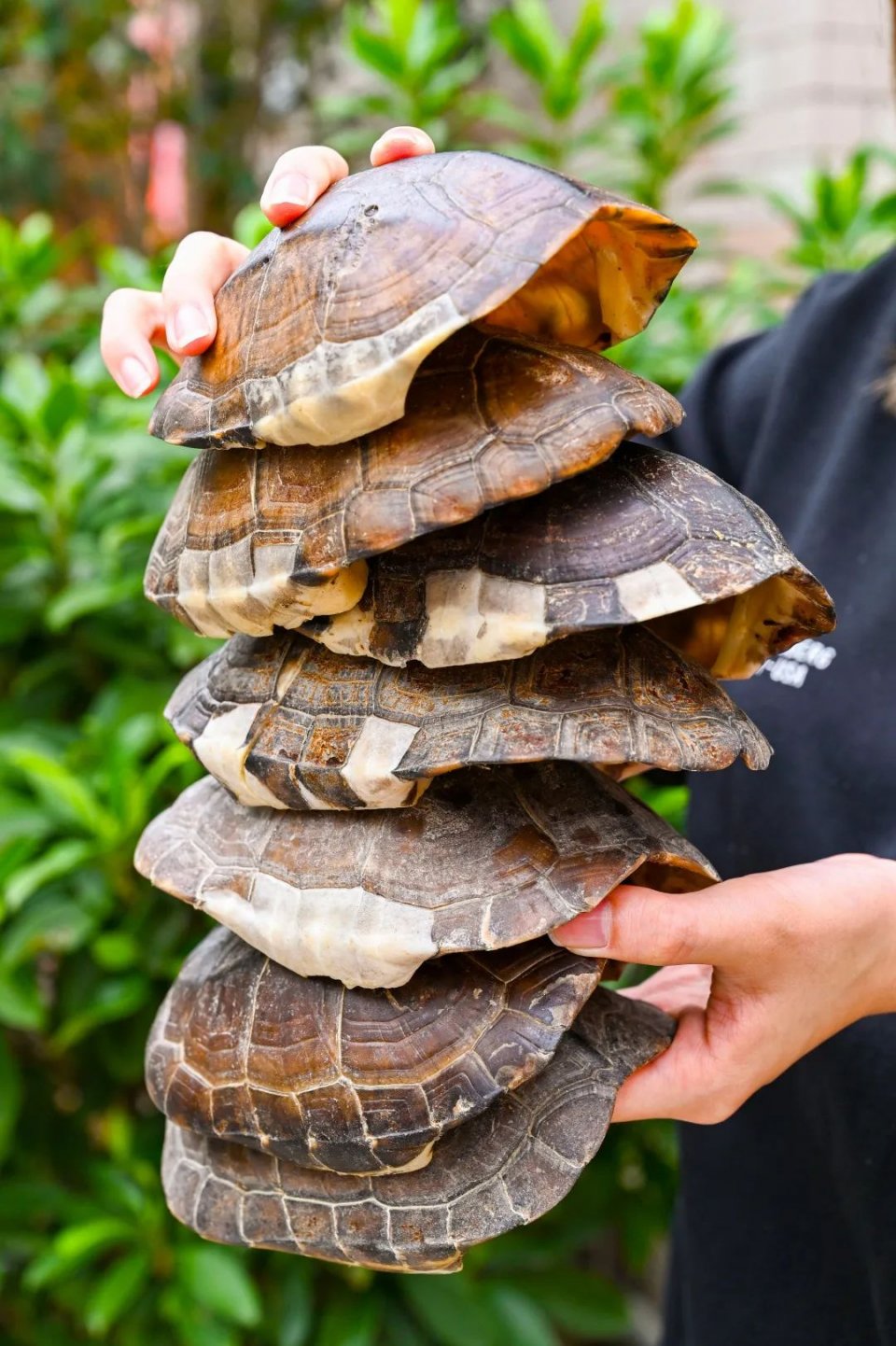 自制超火爆的网红甜品有哪些,顺德传统甜品双皮奶