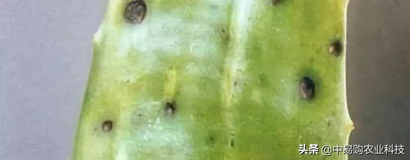 芦荟病害防治方法大全图解,芦荟有哪些虫害