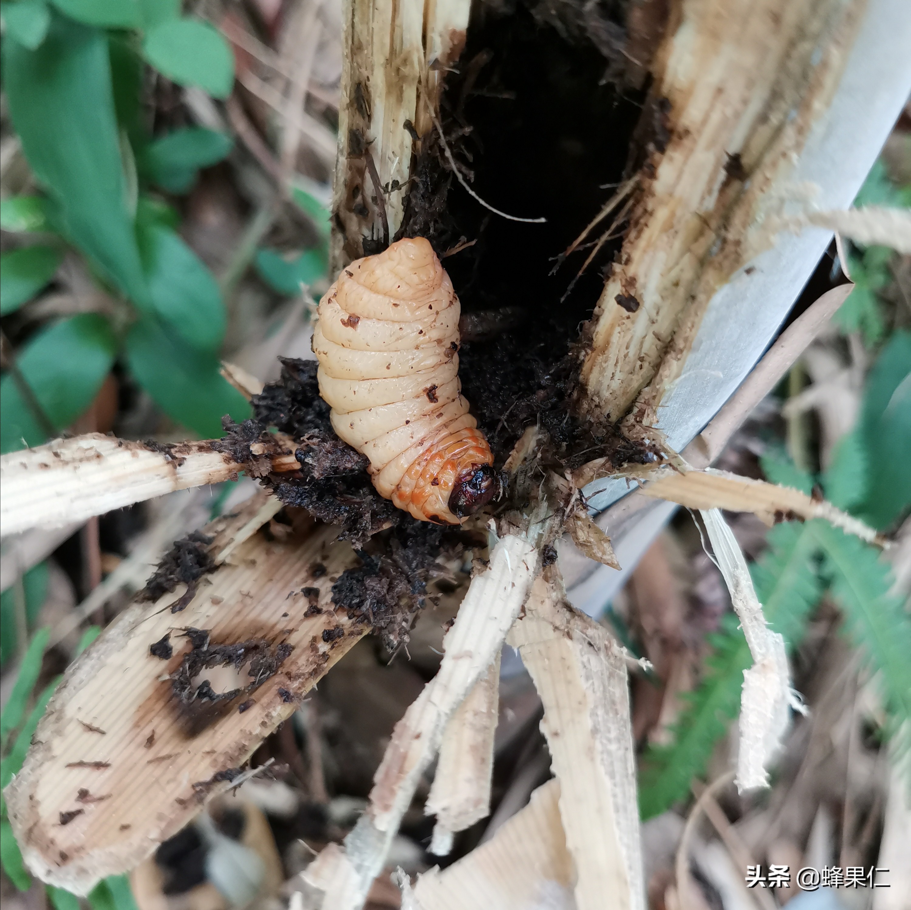 种什么竹可以吃竹笋,家庭种植竹子的竹笋能吃吗