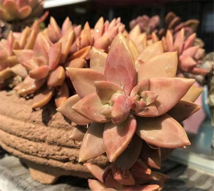 多肉老桩是美，但你买的也许是“假”老桩