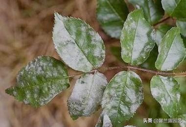 真柏盆景夏季病虫害防治,金豆盆景病虫害防治方法