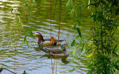 杨柳的诗句古诗大全,杨柳的原创诗词
