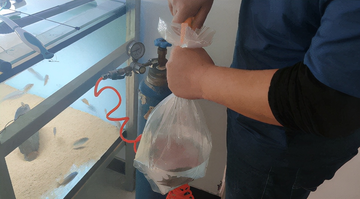 鱼缸搬家攻略视频,鱼缸搬家