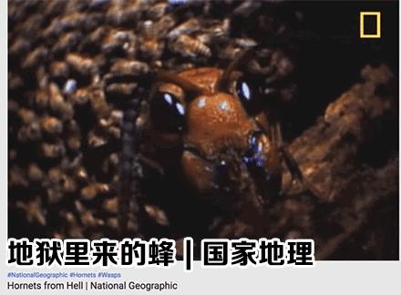 杀人蜂为什么那么可怕,杀人蜂到底有多厉害