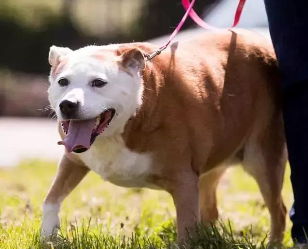 狗狗患上假妊娠是不是很严重?别担心,症状轻微可以自行好转