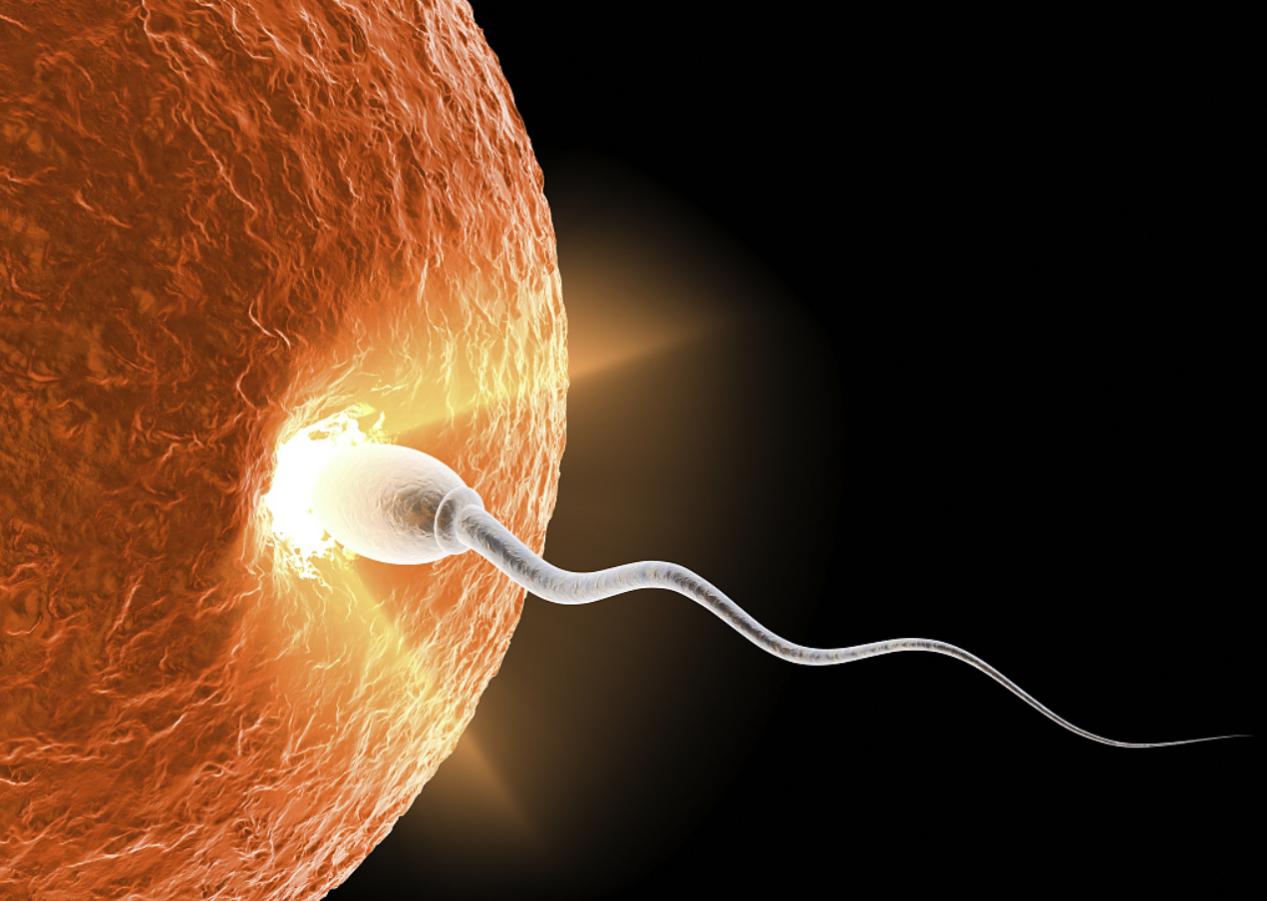 精子和卵子在相遇那一刻就定性了,精子卵子相遇产生五彩斑斓的光