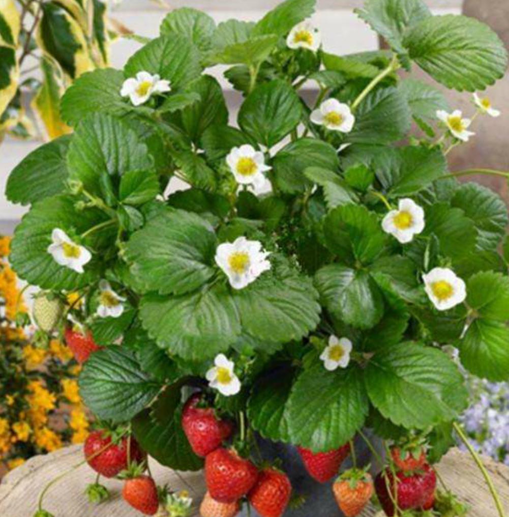 在家养草莓需要什么肥料,新手养草莓小技巧视频大全