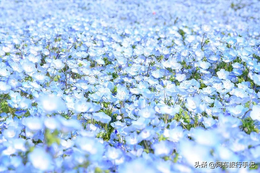 日本花海,日本30个最美花海