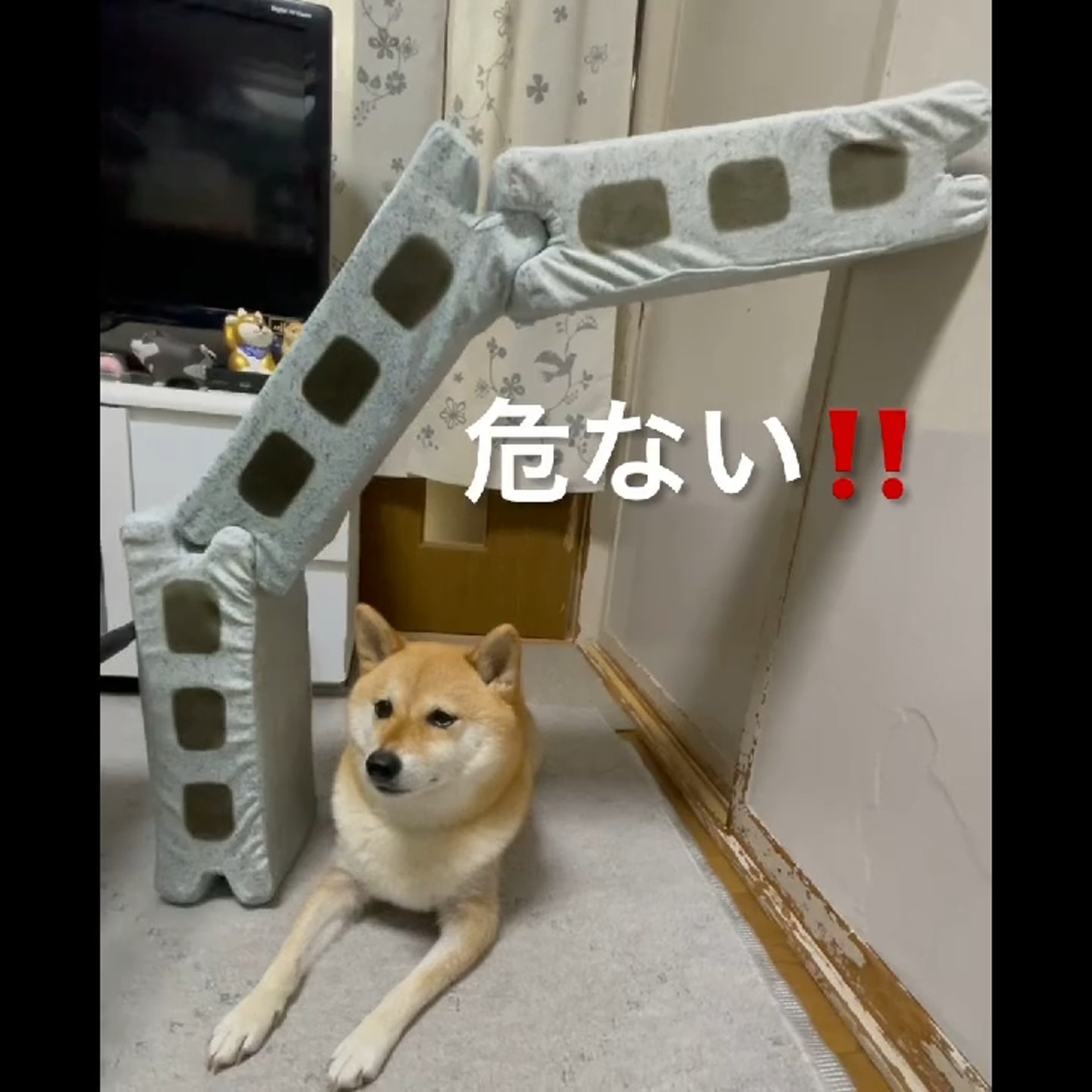 被砖头压住了!影帝柴犬超入戏25个连自己也骗倒的瞬间