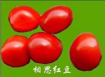 红豆是什么果实,红豆学名相思子
