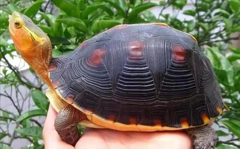 两种国龟的悲歌——古时的山泽常客到现今的附录稀客