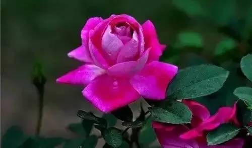 河南城市的市花有哪些花,全国56市市花图片