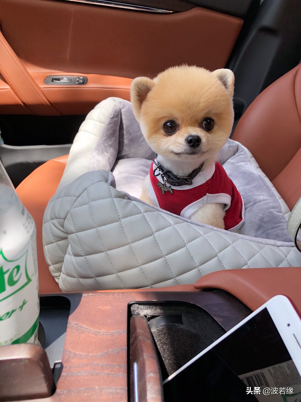 狗狗修毛的视频大全,给狗狗修毛的视频教程