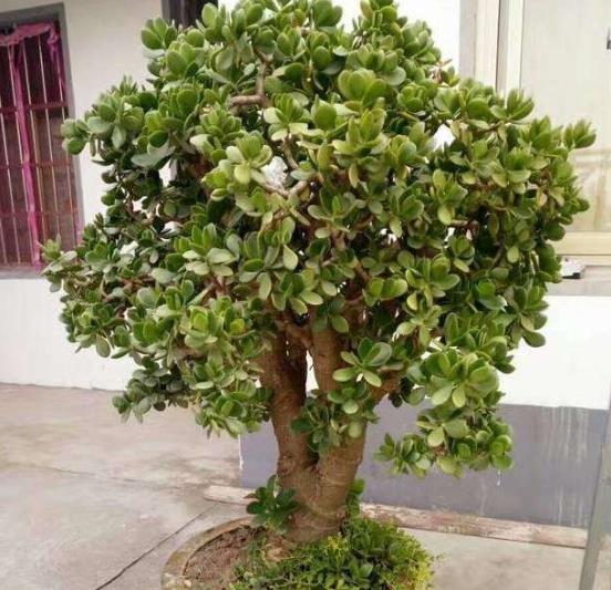 室内养十种花旺财,家里养这2种花净化空气带来好运