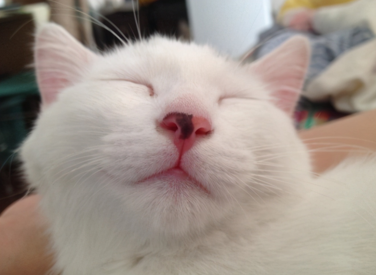 猫咪眼睛上火用什么眼药水,猫咪不爱喝水上火怎么办