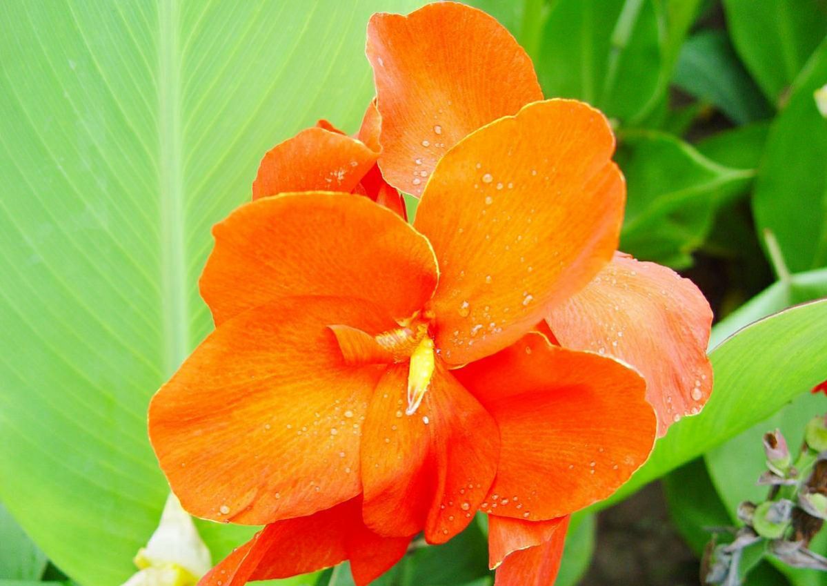 美人蕉在家养有风水讲究吗,美人蕉在家养有什么好处