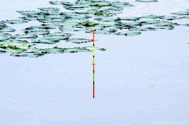 野钓调半水,半水调漂完整版视频