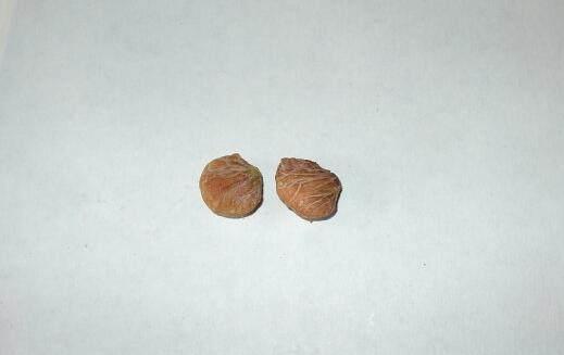 把吃剩的山竹核扔盆里，一个月，长出的盆栽漂亮