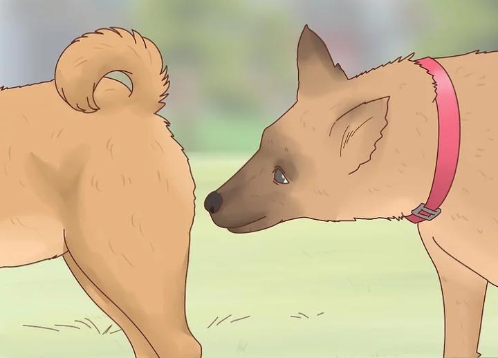 狗狗界的“破冰文化”，如何判断狗狗是否发情？