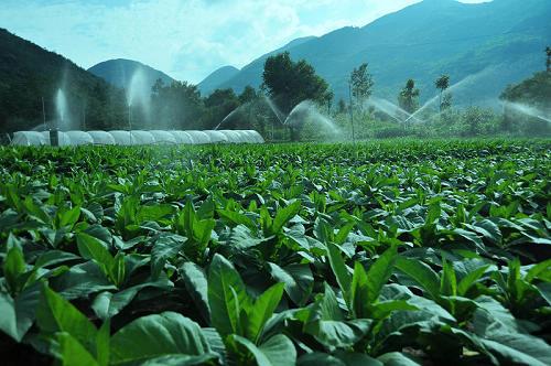 你不了解的*草烟**类型有哪些