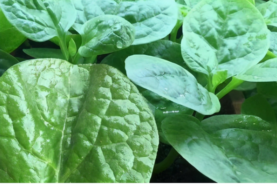 最像木耳的野菜,类似于木耳的野菜