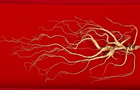 古中医讲人参,古今中药研究人参