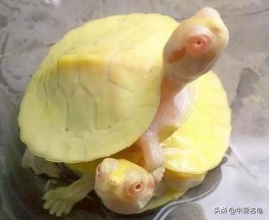 那些年那些被炒作过的乌龟,那些年炒作过的东西