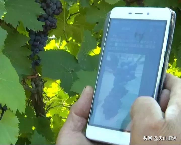 葡萄熟了直播间现场直播卖货,葡萄现场直播卖货