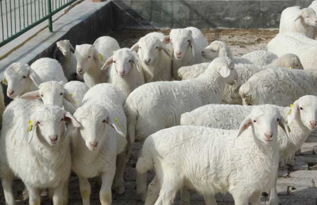 羊链球菌病的症状及治疗方法,羊链球菌感染的治疗