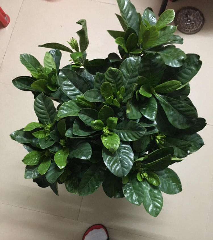 栀子花黄叶掉花苞怎么处理,栀子花黄叶掉叶的解决办法