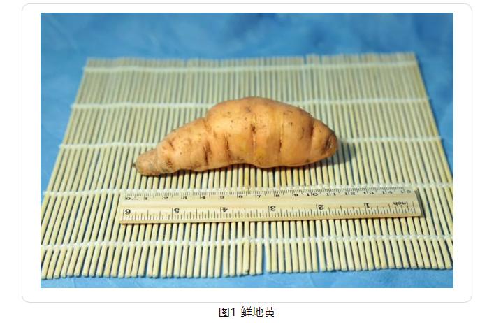 地黄24小时炮制过程,地黄有哪些炮制方法和作用