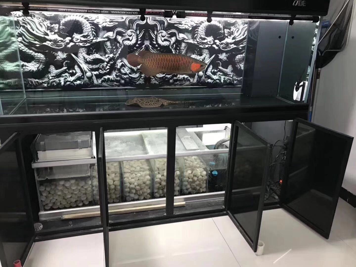 鱼缸养锦鲤鱼的方法和技巧,鱼缸新手养锦鲤鱼的正确方法