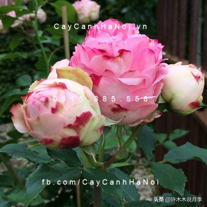 月季叶子枯萎怎么修剪,月季灰霉