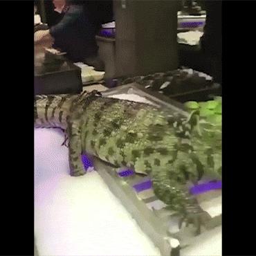 女生防狼术gif,姑娘防狼术视频