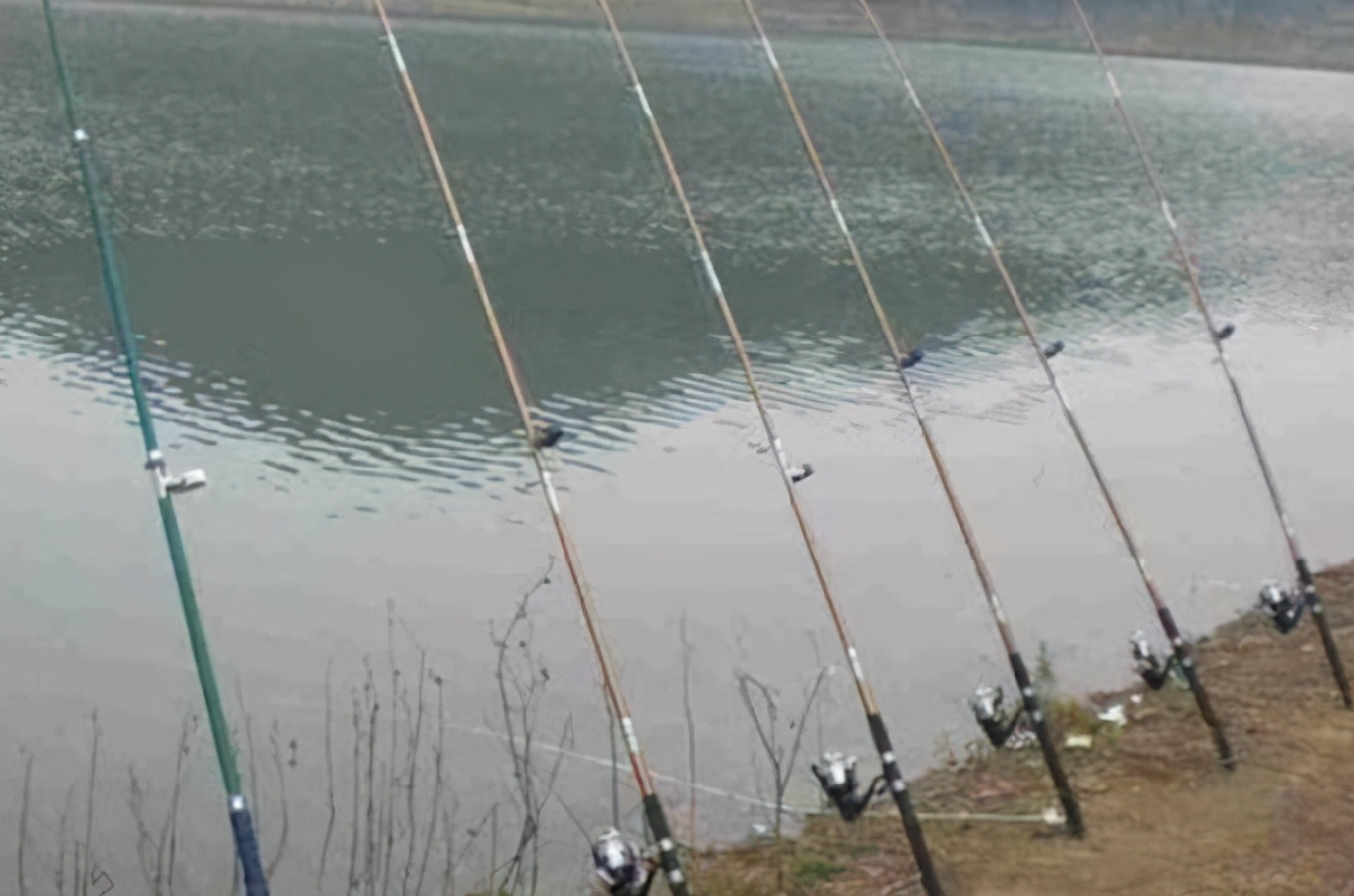 天冷大板鲫会靠岸吗,天冷为什么能钓大板鲫