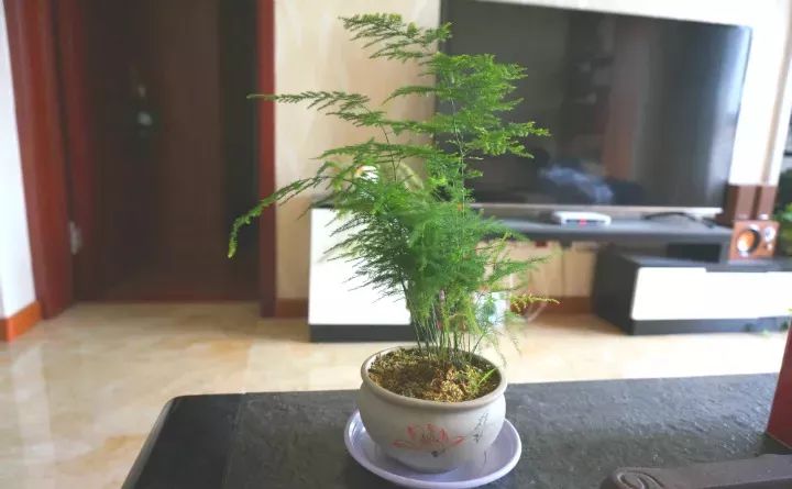 能吸甲醛的植物花卉,吸甲醛的十大植物有哪些