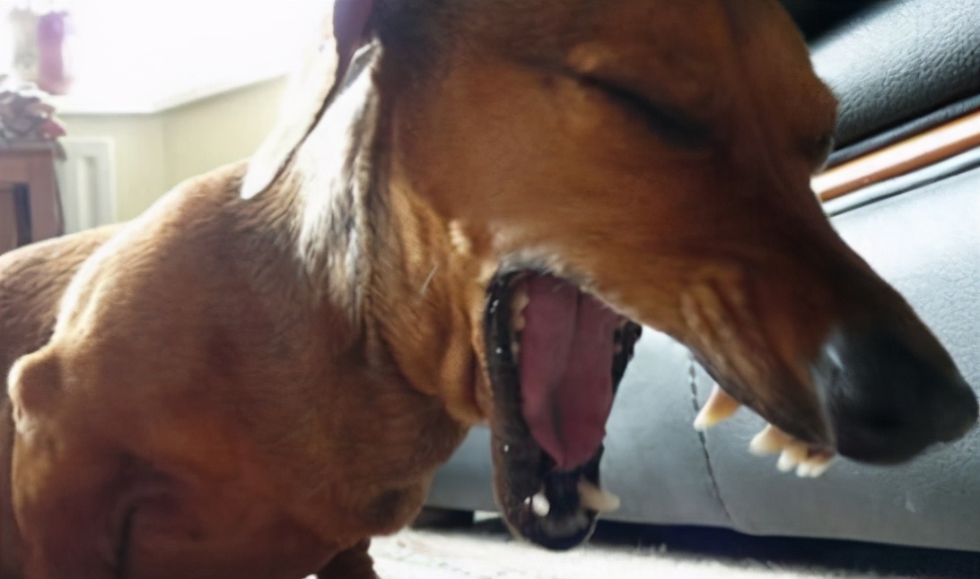 狗狗有寄生虫的6大症状是什么,狗狗肚子里有寄生虫的表现