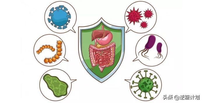 怎样做轻断食瘦得快,如何轻断食比较健康