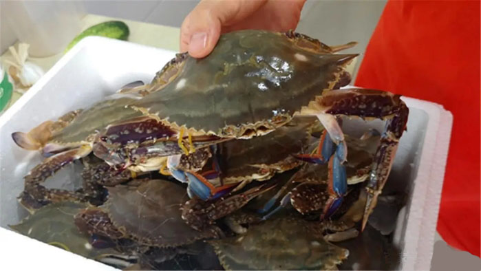 一招学会挑肥美梭子蟹,梭子蟹挑选小窍门怎么挑螃蟹