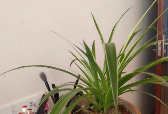 猪骨煮水能浇花吗,熬汤的大骨别扔