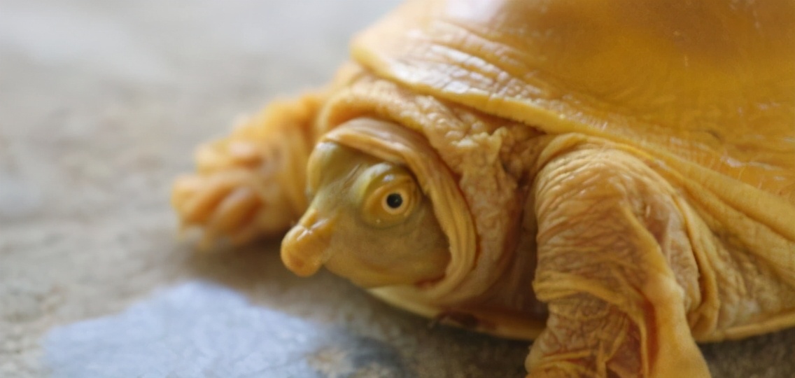 印度罕见白化病龟,印度罕见金龟