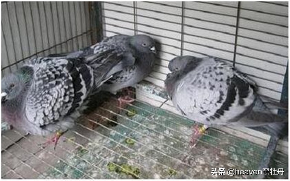 治疗赛鸽腺病毒的步骤，基本方式定时更新，原来是细节决定成败