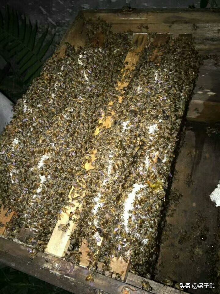 蜂蜜作假有几种方法,如何辨别蜂蜜造假