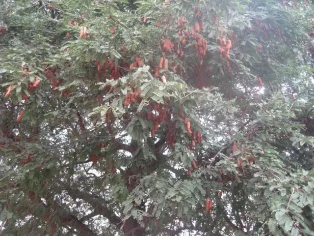 海南珍贵树木有哪些图片,海南花草树木名称大全